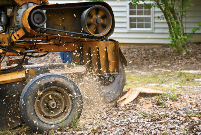 stump removal in Grand Bay